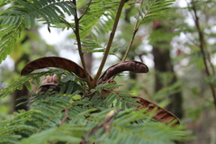 Calliandra houstoniana