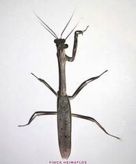 Pseudovates brasiliensis