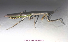 Pseudovates brasiliensis