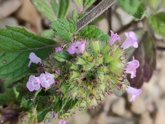 Clinopodium chinense