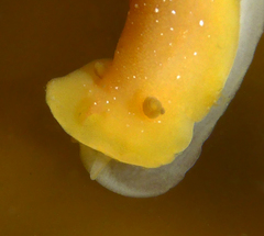 Baptodoris mimetica