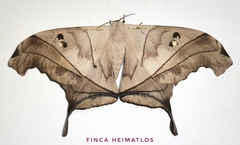 Dysdaemonia australoboreas