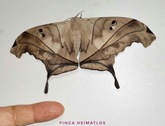 Dysdaemonia australoboreas