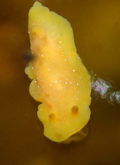 Baptodoris mimetica