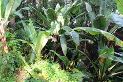 Ensete ventricosum
