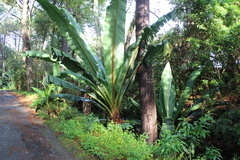 Ensete ventricosum