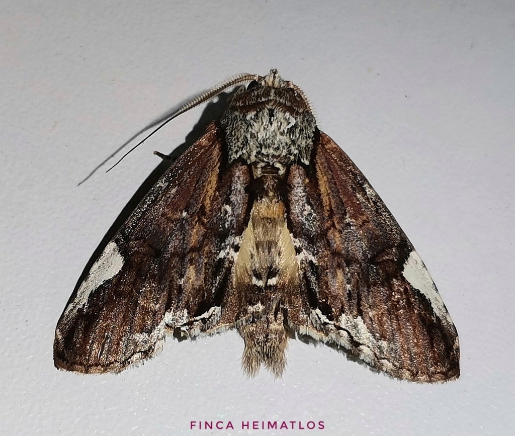 Chadisrochroa zabenilla