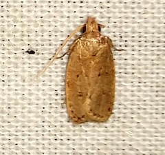 Agonopterix robiniella