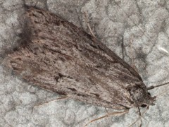 Acantholena