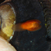 Acoelomorph Flatworms - Photo (c) Robin Gwen Agarwal, some rights reserved (CC BY-NC), uploaded by Robin Gwen Agarwal
