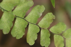 Adiantum cunninghamii