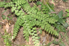Adiantum cunninghamii