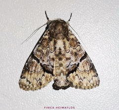 Stictothripa albescens