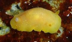 Baptodoris mimetica