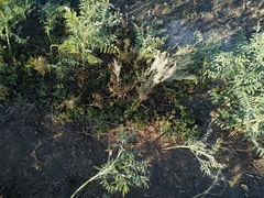 Sophora alopecuroides