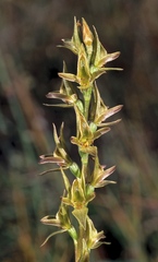 Prasophyllum chasmogamum