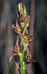 Prasophyllum chasmogamum