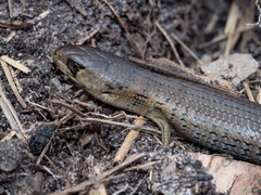 Cyclodomorphus michaeli