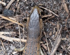 Cyclodomorphus michaeli