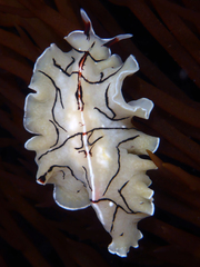 Eurylepta californica