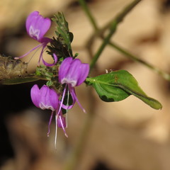 Hypoestes floribunda