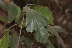 Ficus fraseri