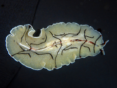 Eurylepta californica