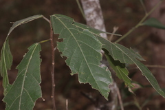 Ficus fraseri