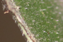 Ficus fraseri
