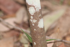 Ficus fraseri