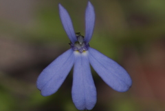 Lobelia quadrangularis