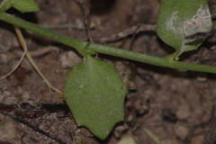 Lobelia quadrangularis