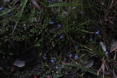 Lobelia quadrangularis