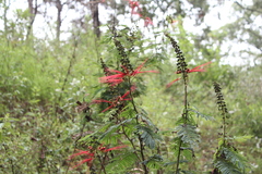 Calliandra houstoniana