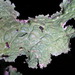 Lettuce Lichen - Photo (c) J Brew, some rights reserved (CC BY-NC-SA)
