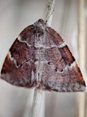 Epirranthis diversata