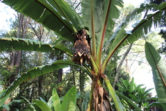 Ensete ventricosum