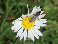 Chiromyzinae