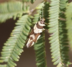 Macrobathra desmotoma