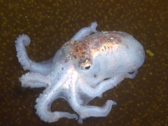 Cephalopoda