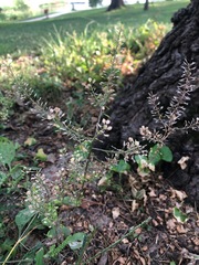 Lepidium ruderale