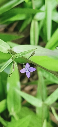 Image of Oldenlandia affinis by (c) Ong Jyh Seng, some rights reserved (CC BY-SA)