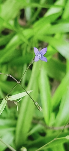 Image of Oldenlandia affinis by (c) Ong Jyh Seng, some rights reserved (CC BY-SA)
