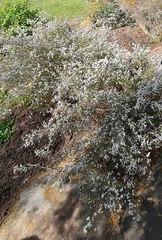 Micromyrtus ciliata
