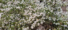 Micromyrtus ciliata