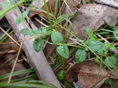 Mentha diemenica