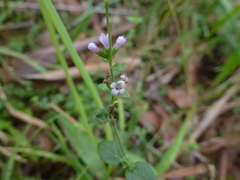 Mentha diemenica