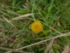 Coronidium gunnianum