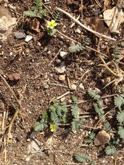 Tribulus terrestris