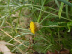 Coronidium gunnianum